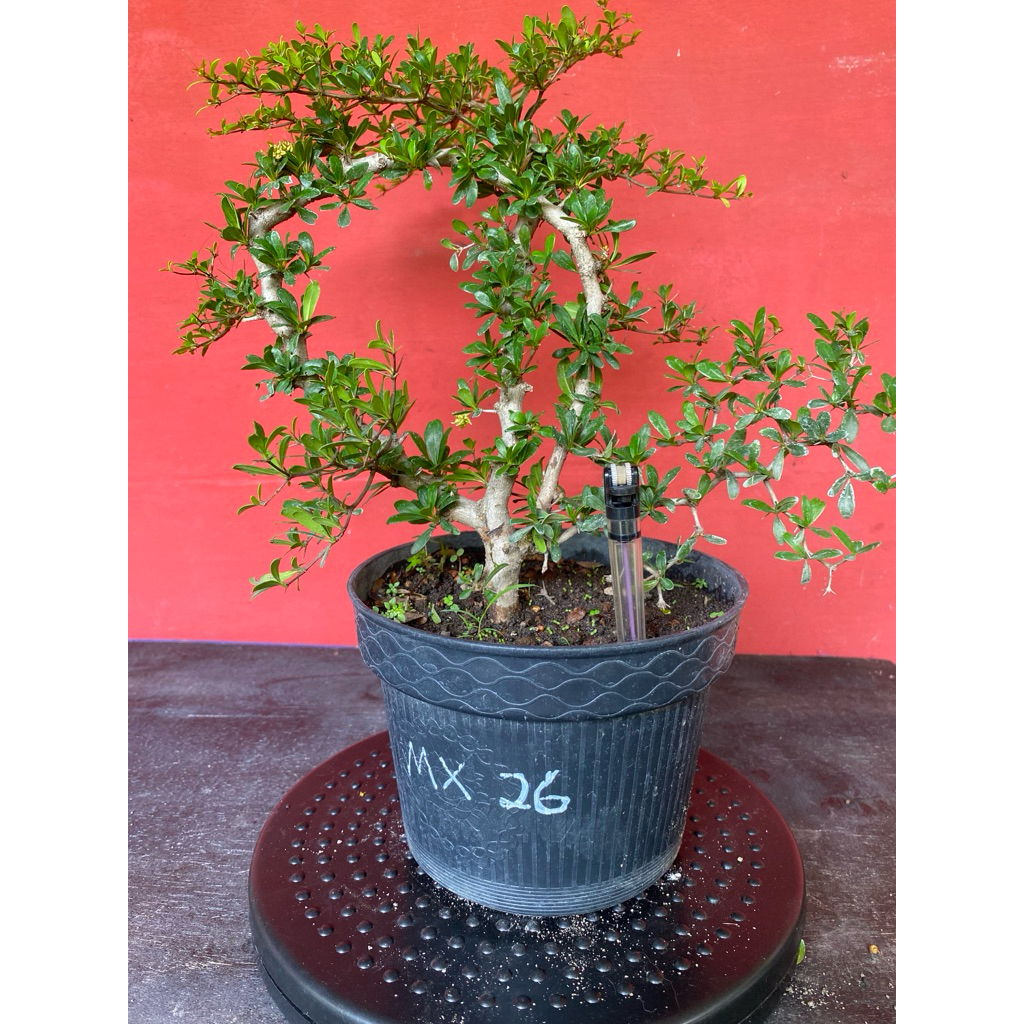 Bahan Bonsai Black Olive