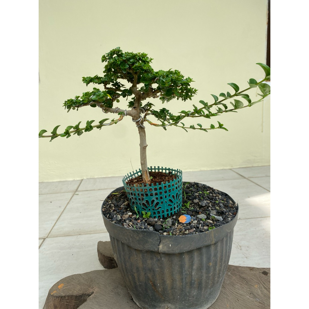 bonsai sancang real pict