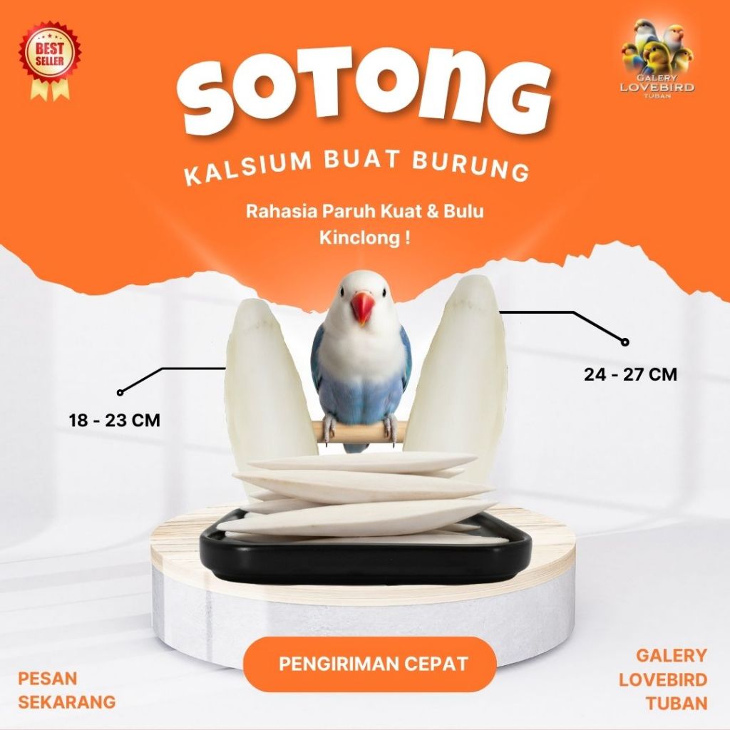 SOTONG KALSIUM UNTUK BURUNG