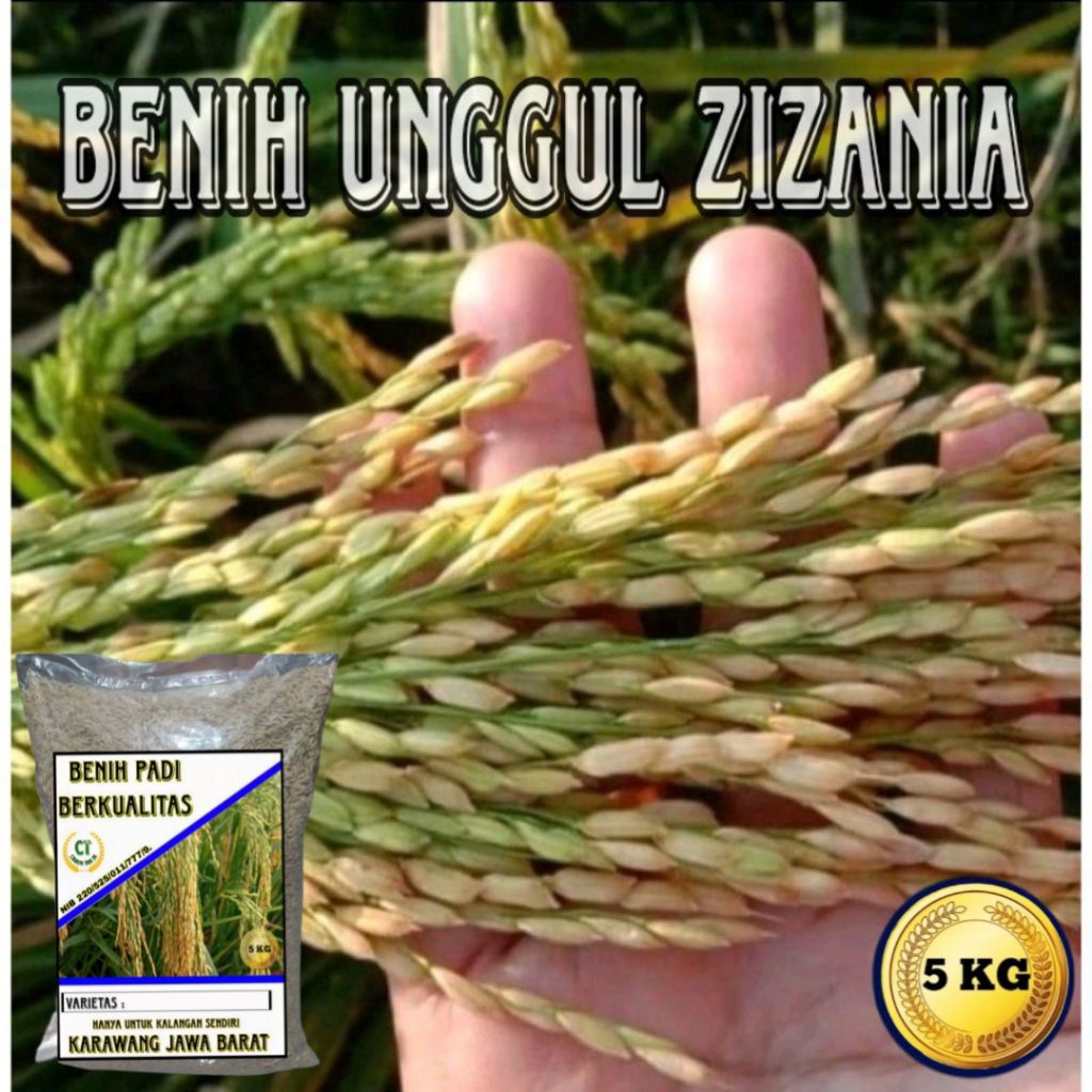 BENIH PADI UNGGUL ZIZANIA 5KG