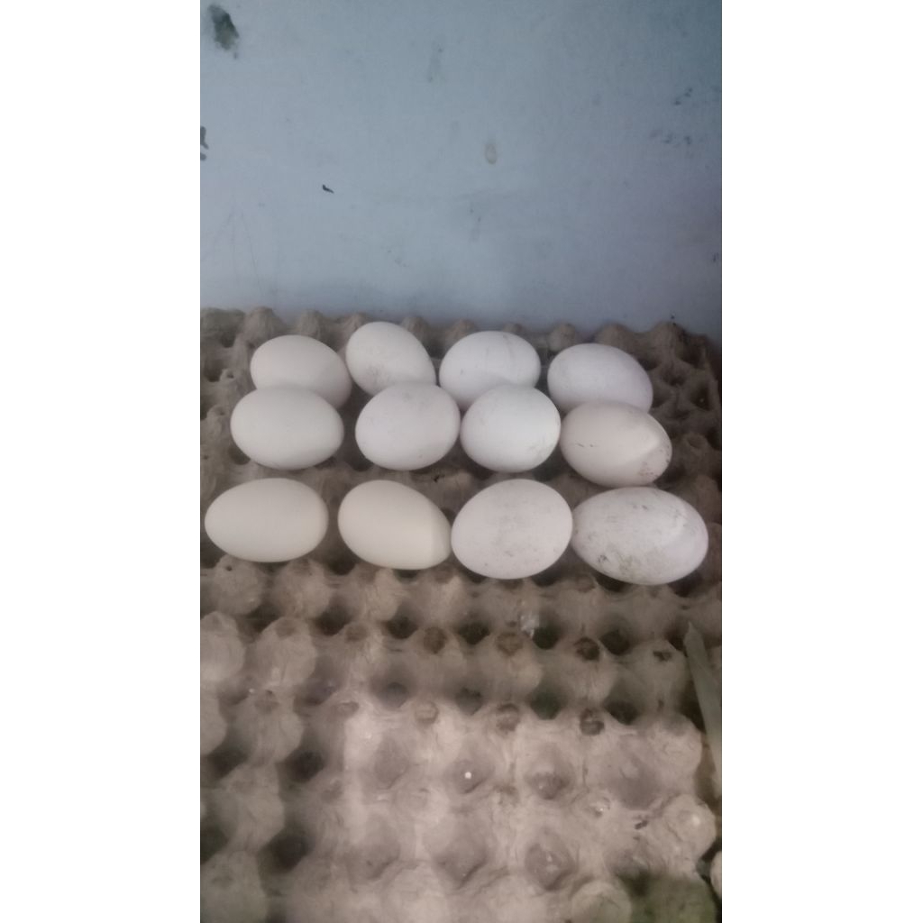 Telur ayam hias Polandia walik dan leher gundul