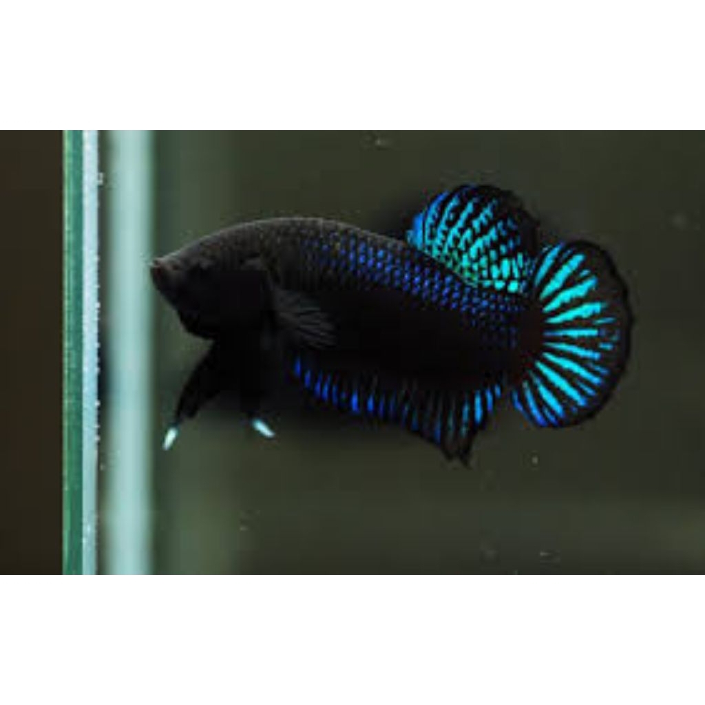 BANGAN BLACKING ADUAN