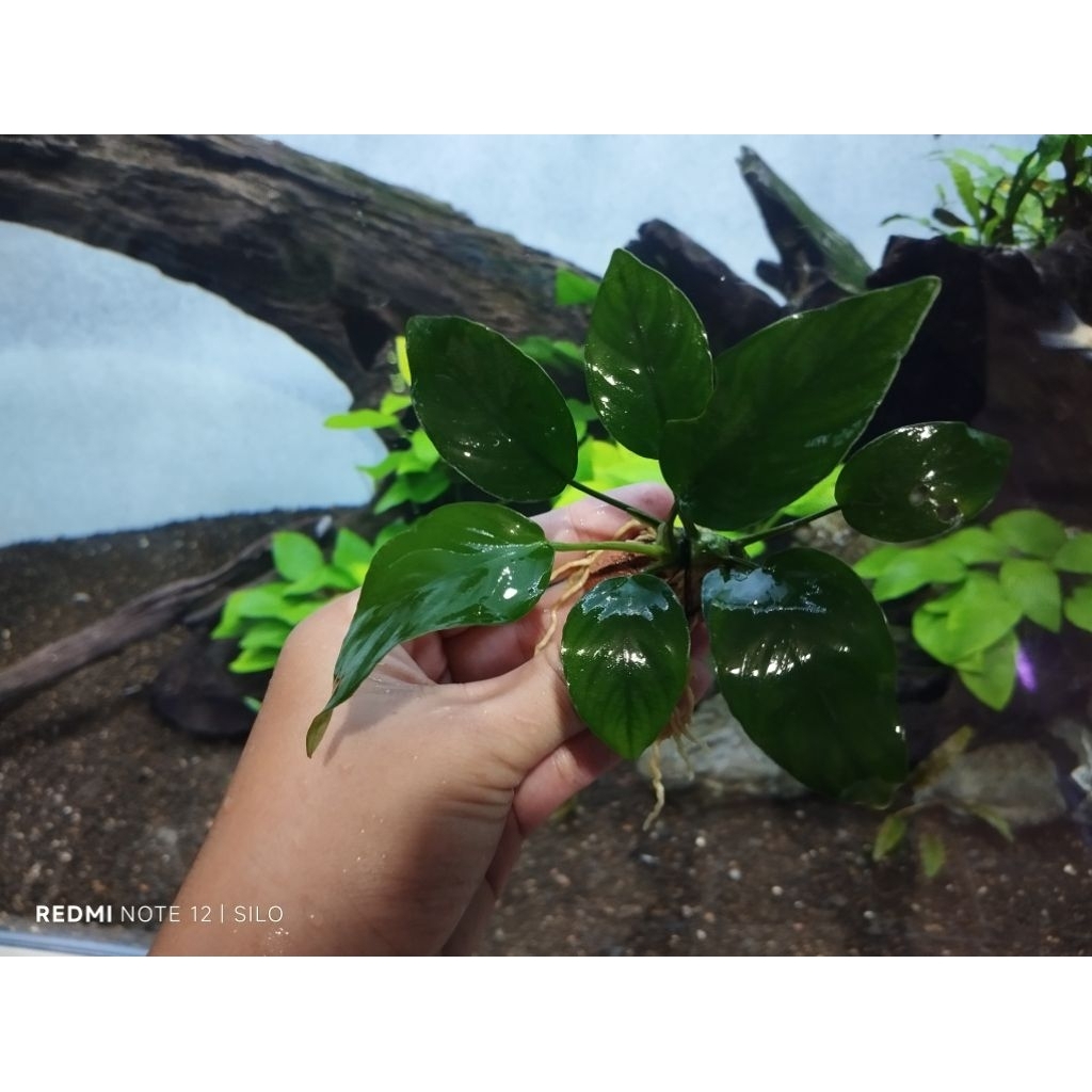 ANUBIAS NANA TANAMAN ANUBIAS TANAMAN AQUARIUM TANAMAN AQUASCAPE TANAMAN AIR