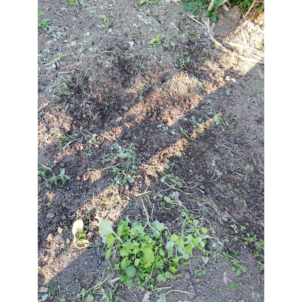 1 karung arang sekam sekam bakar