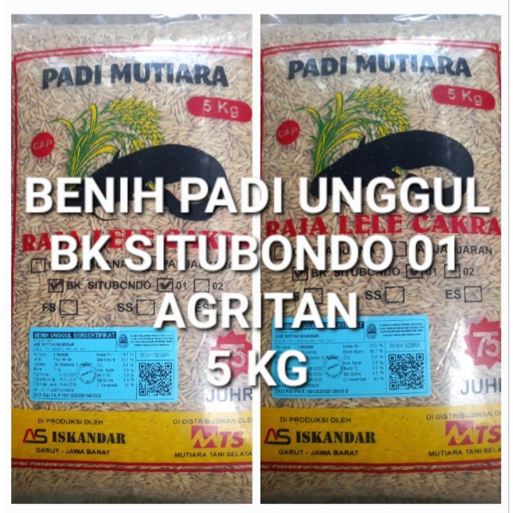 Benih Padi Unggul BK SITUBONDO 01 agritan super genjah (JUHRI / 75 Hari)