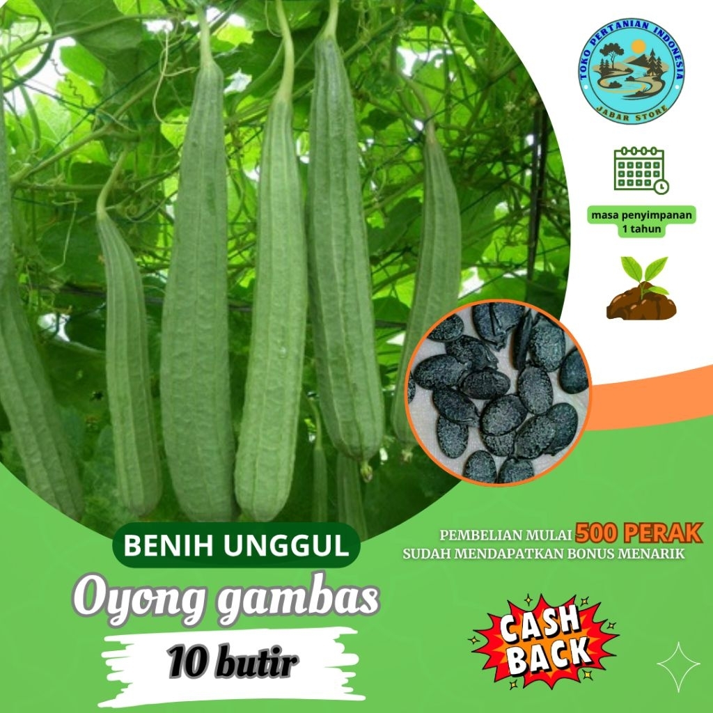 Benih sayuran murah ~ 10 butir biji Benih Oyong gambas unggul mudah di tanam Bisa buat Obat >Bisa Ba