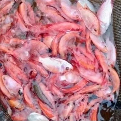 bibit ikan nila merah bangkok szie 2 jarian