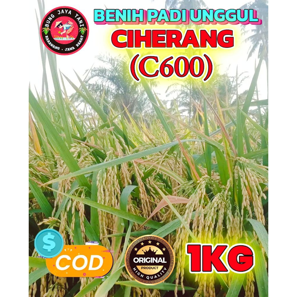 BENIH PADI BERKUALITAS CIHERANG C600 KEMASAN 1KG