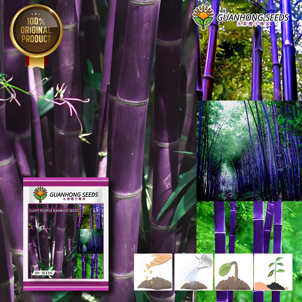 1 Pack (20 Butir) Benih Bambu Ungu Raksasa Jepang Kemasan Guanhong China