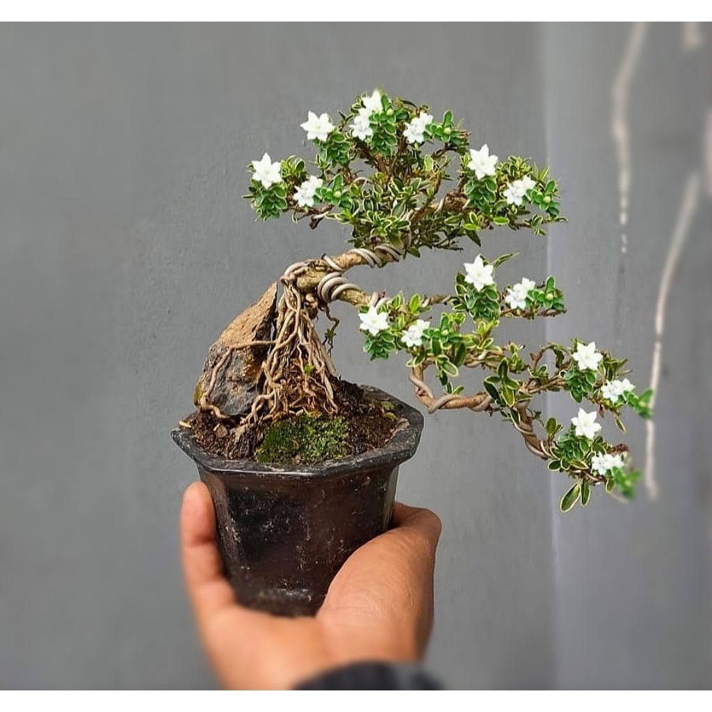 bonsai mame melati jepang semi cascade di kirim beserta pot