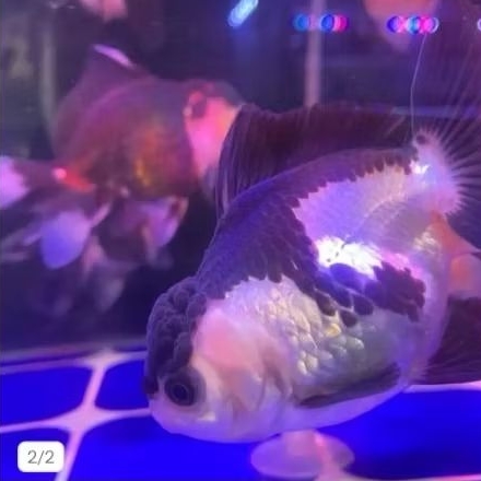 ikan mas koki panda size 8-10 cm sehat berkualitas