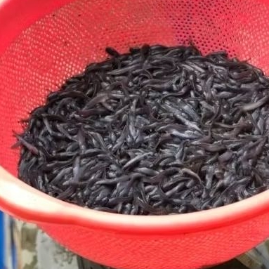 bibit ikan lele size 2-3 cm untuk budidaya
