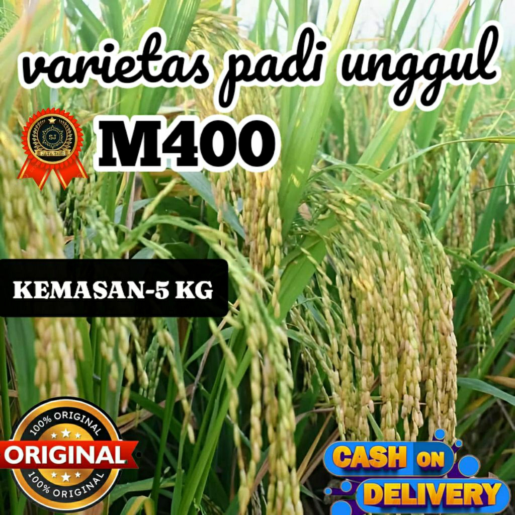 BENIH PADI UNGGUL (M400) KEMASAN (5KG) ORIGINAL