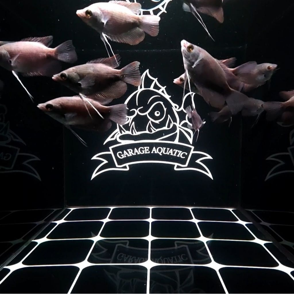 (INSTANT) GURAME SABAH GIANT RED TAIL GOURAMI MALAYSIA IKAN HIAS AQUARIUM KOLAM