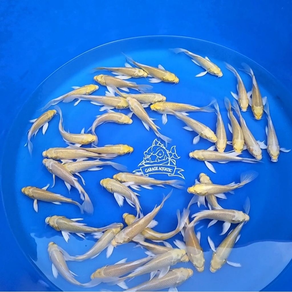 (INSTANT) KOI YAMABUKI OGON SLAYER KUMPAI IKAN HIAS AQUARIUM KOLAM