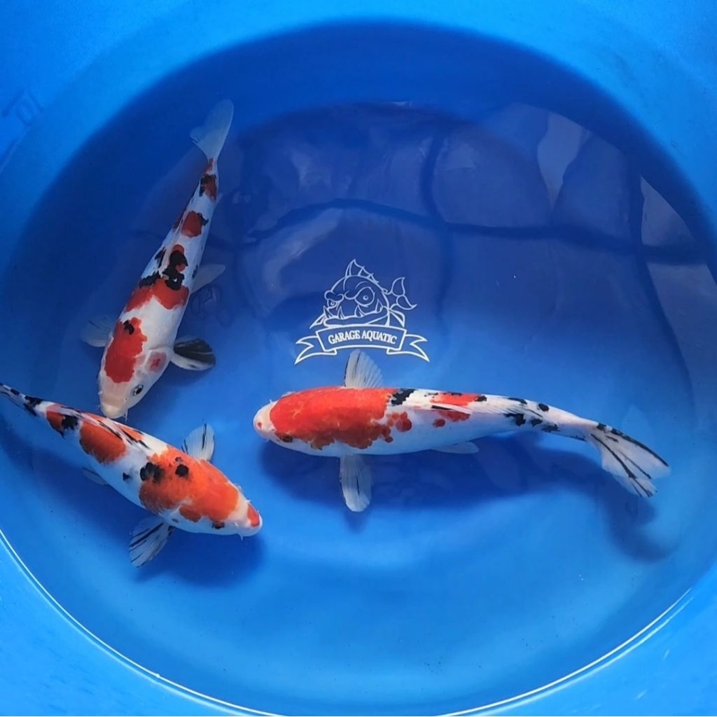 (INSTANT) KOI KOHAKU SANKE GRADE A IKAN HIAS AQUARIUM KOLAM