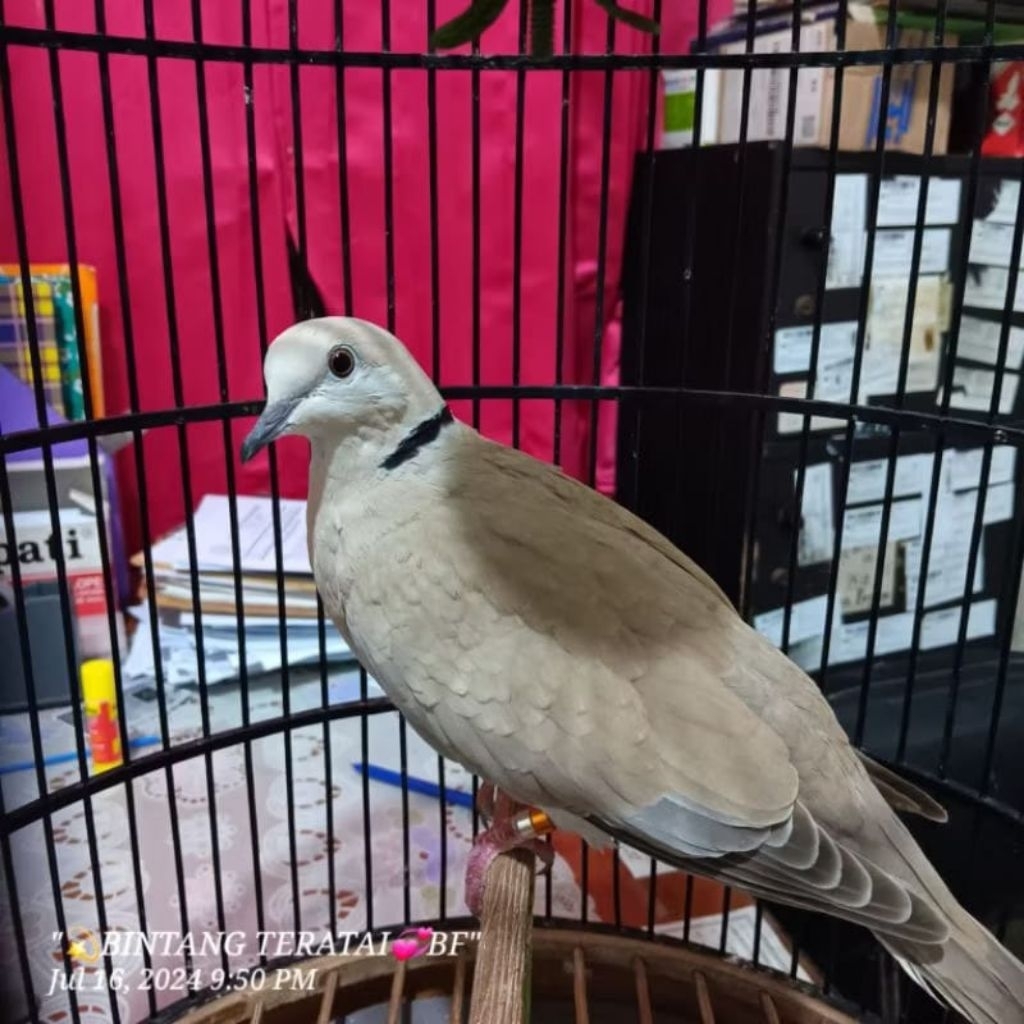 puter pelung  jantan/betina pilihan super