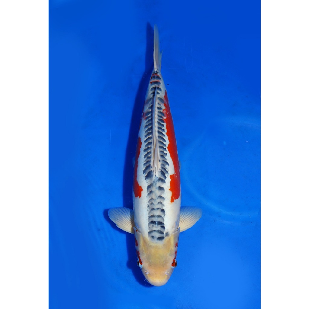 Koi Import Shusui Kawakami Koi Farm Size 52 cm