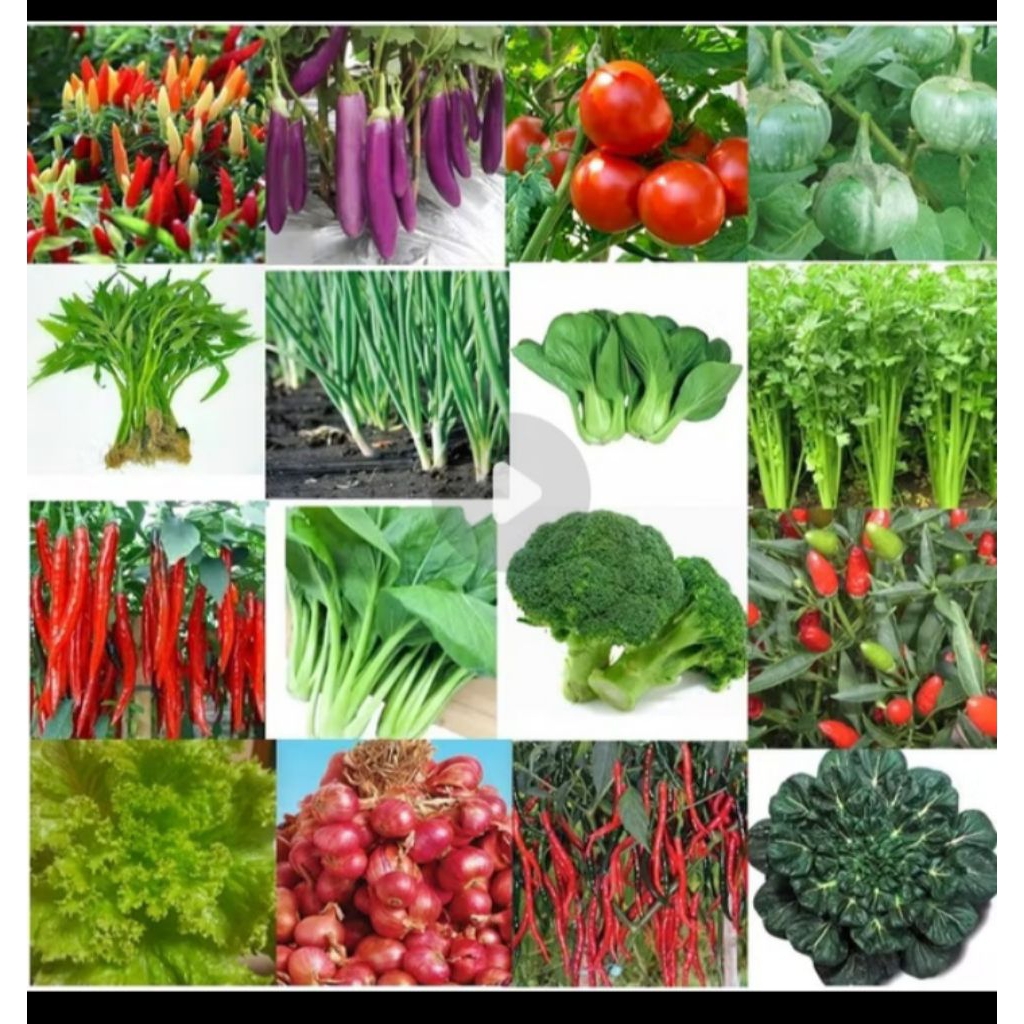 Bibit sayuran/macam macam bibit sayuran/bibit/sayuran bibit