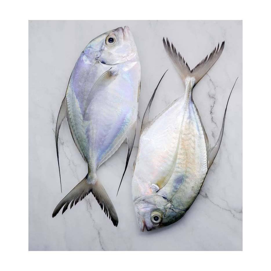 Ikan Kuwe 1Kg Ikan Kuwe Segar Ikan Kuwe Gepeng Ikan Kue Seafood Ikan Laut Ikan Segar 1Kg