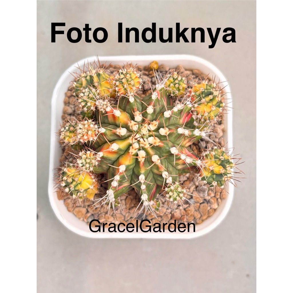 Kaktus Var Gymno Miha Variegata Gymnocalycium Mihanovichii