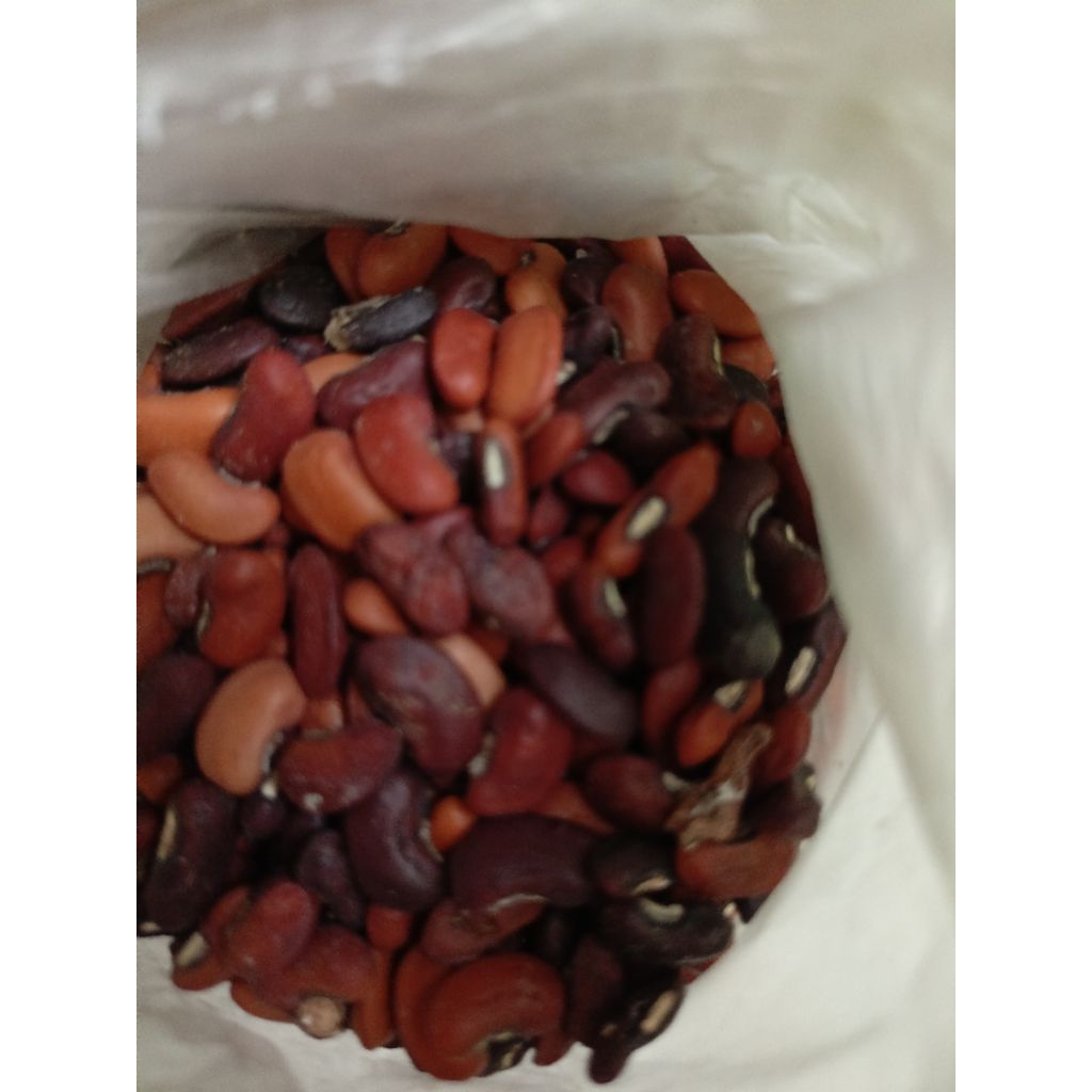 BENIH ORGANIK  KACANG PANJANG PUTIH PREMIUM