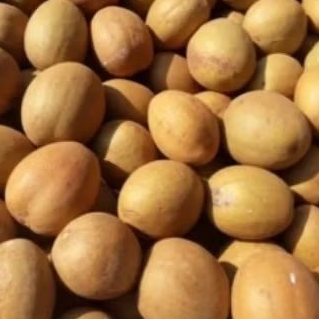 SAWO MADU SAWO MANIS FRESH