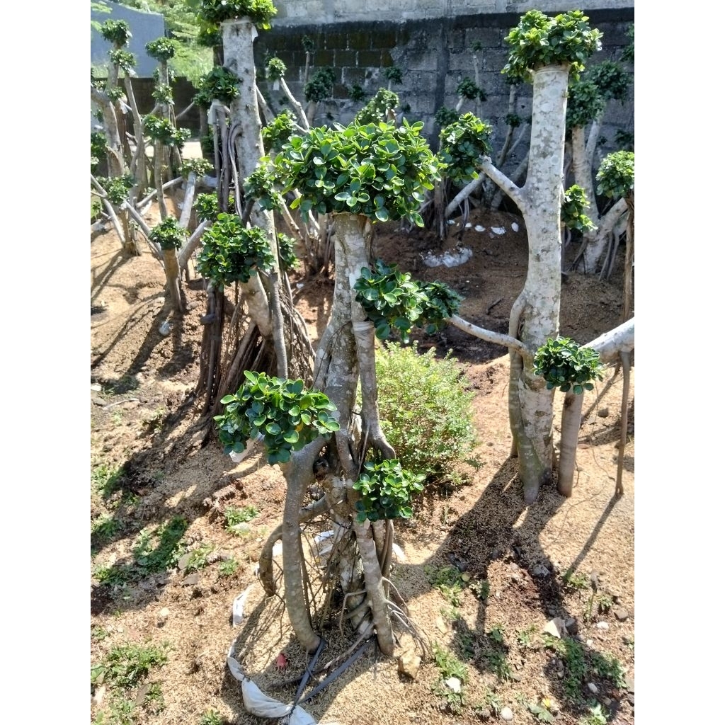 Bonsai Dolar Korea mikro ,Bonsai dolar Korea elegan tanaman bonsai taman dolar Korea daun mangkok