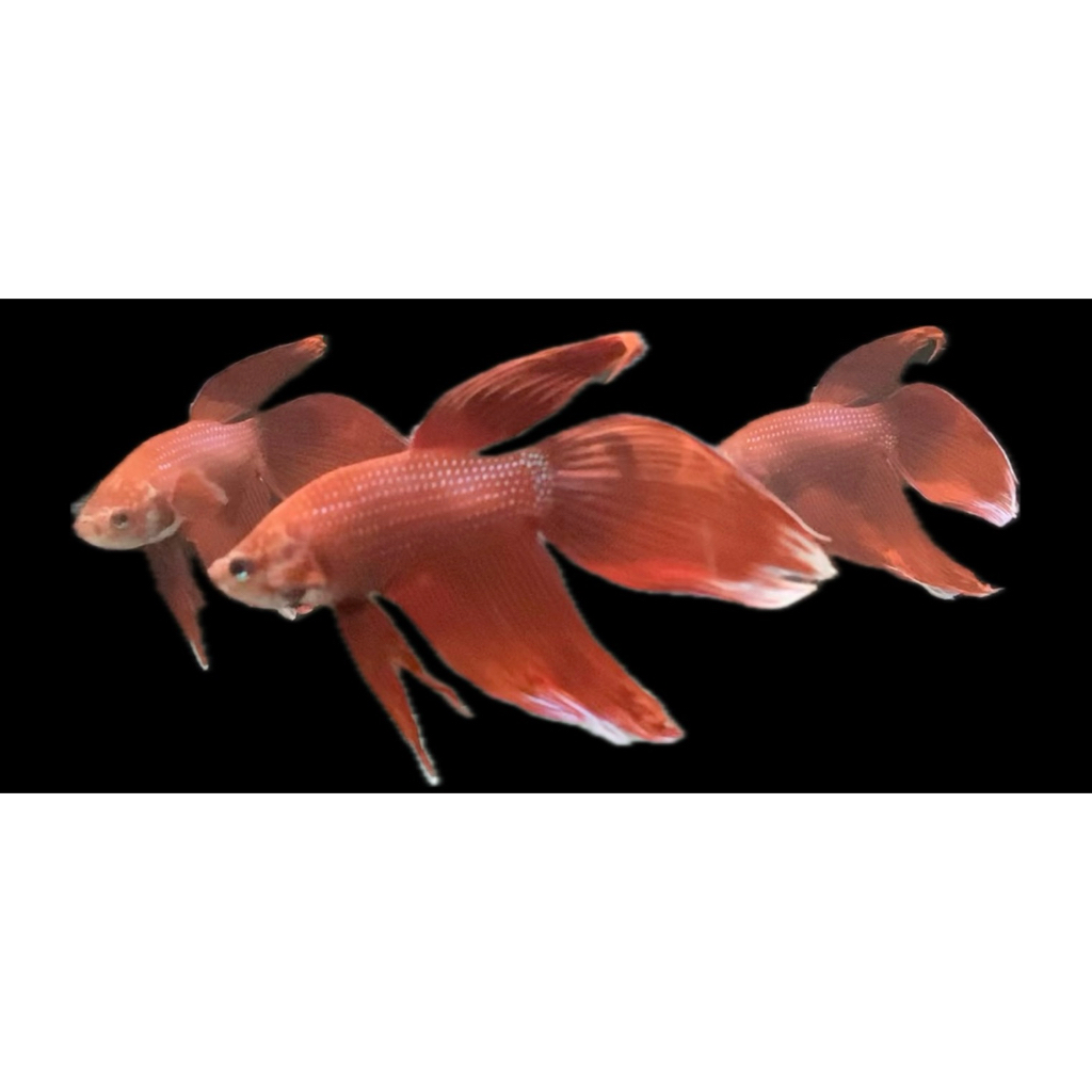 Ikan Cupang> Veiltail Red Butterfly 👹 (Ikan hias)