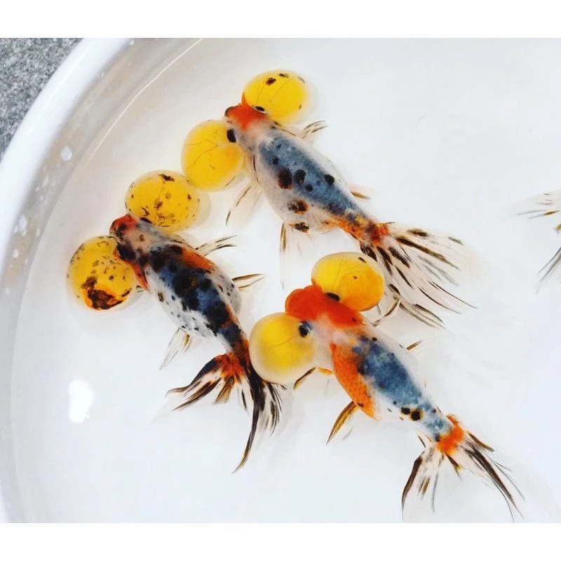 mata balon seimbang koki mata balon