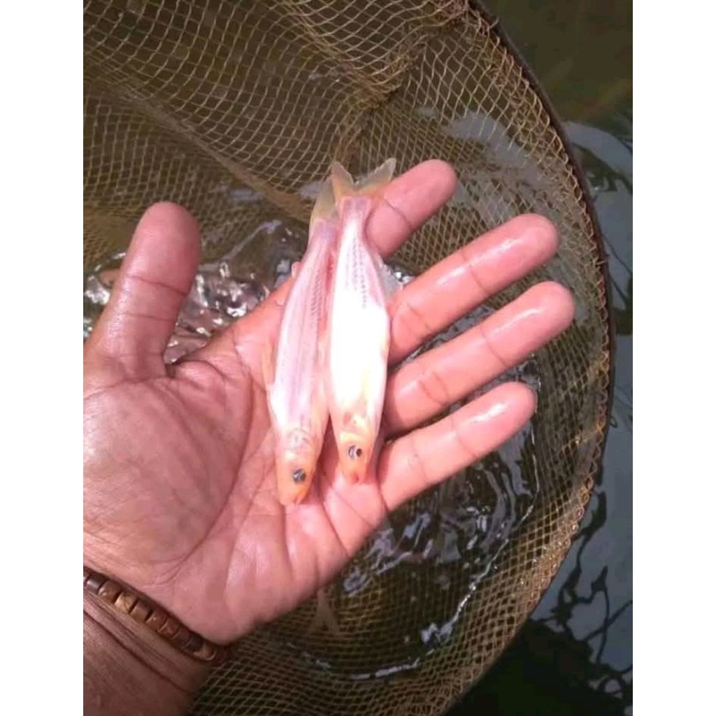 bibit ikan patin albino