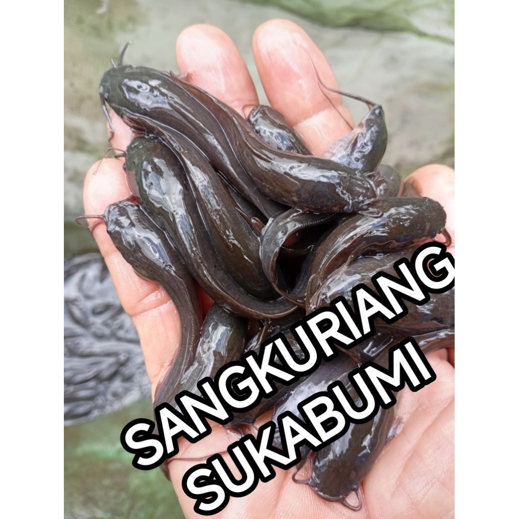 BIbit lele Sangkuriang ukuran 5-6 cm ,32 ekor bonus pakan