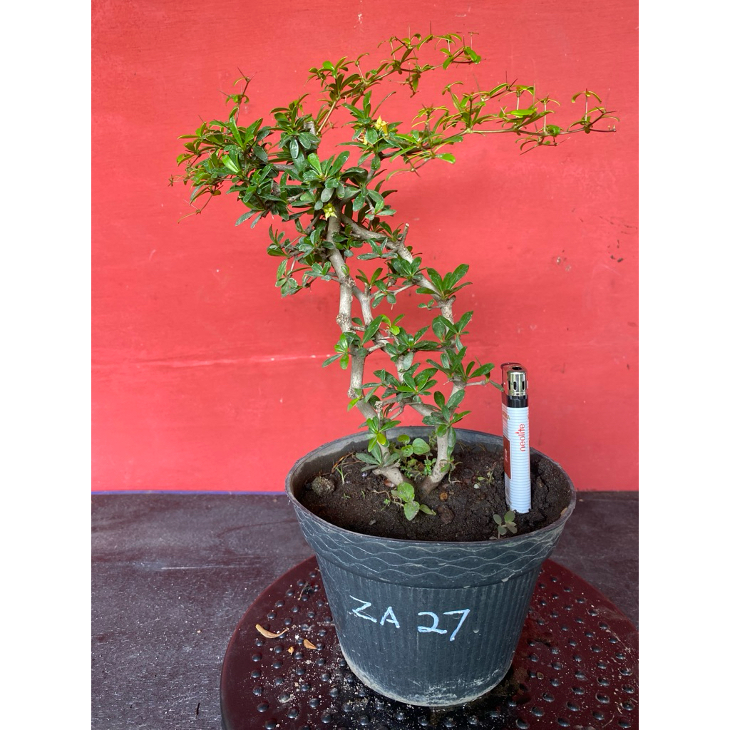 Bahan Bonsai Black Olive