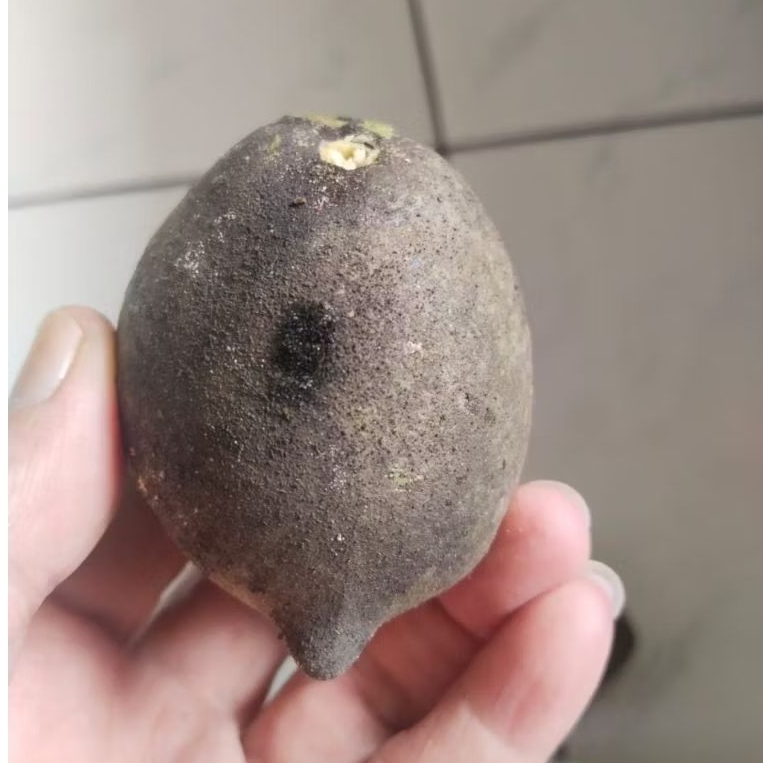 Kemiri Adu Muncang Adu Obral Jalim Kobra Cangklongan