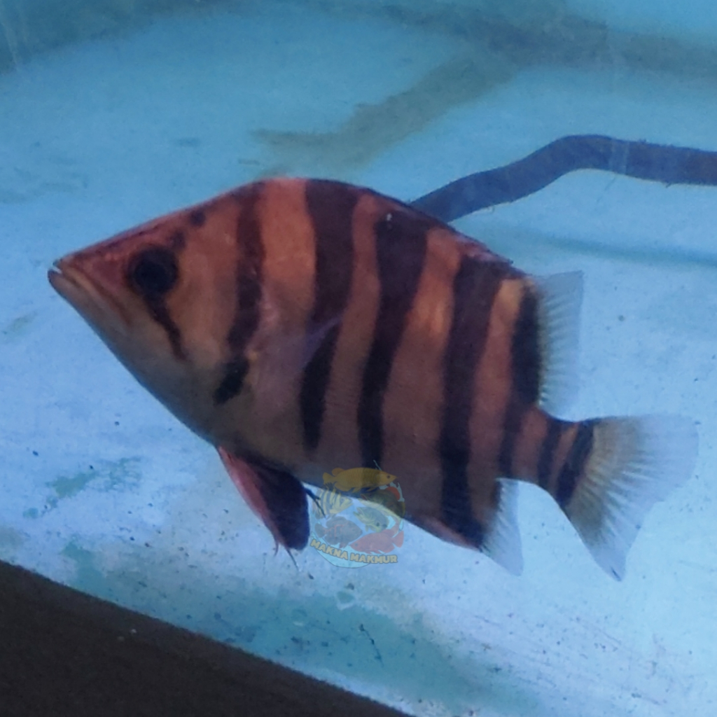 datz tiger sum simet berbagai ukuran 8 - 20cm