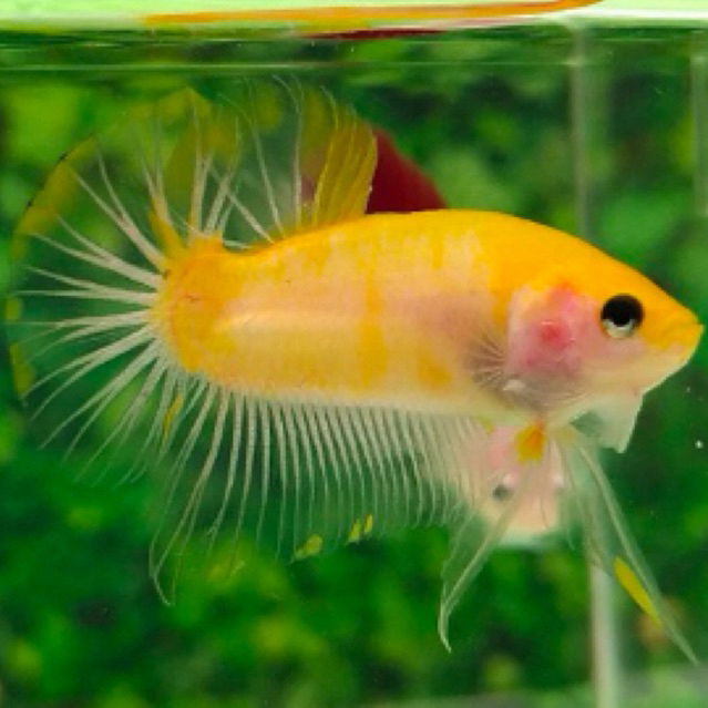 ikan cupang yellow koi cooper bahan cello