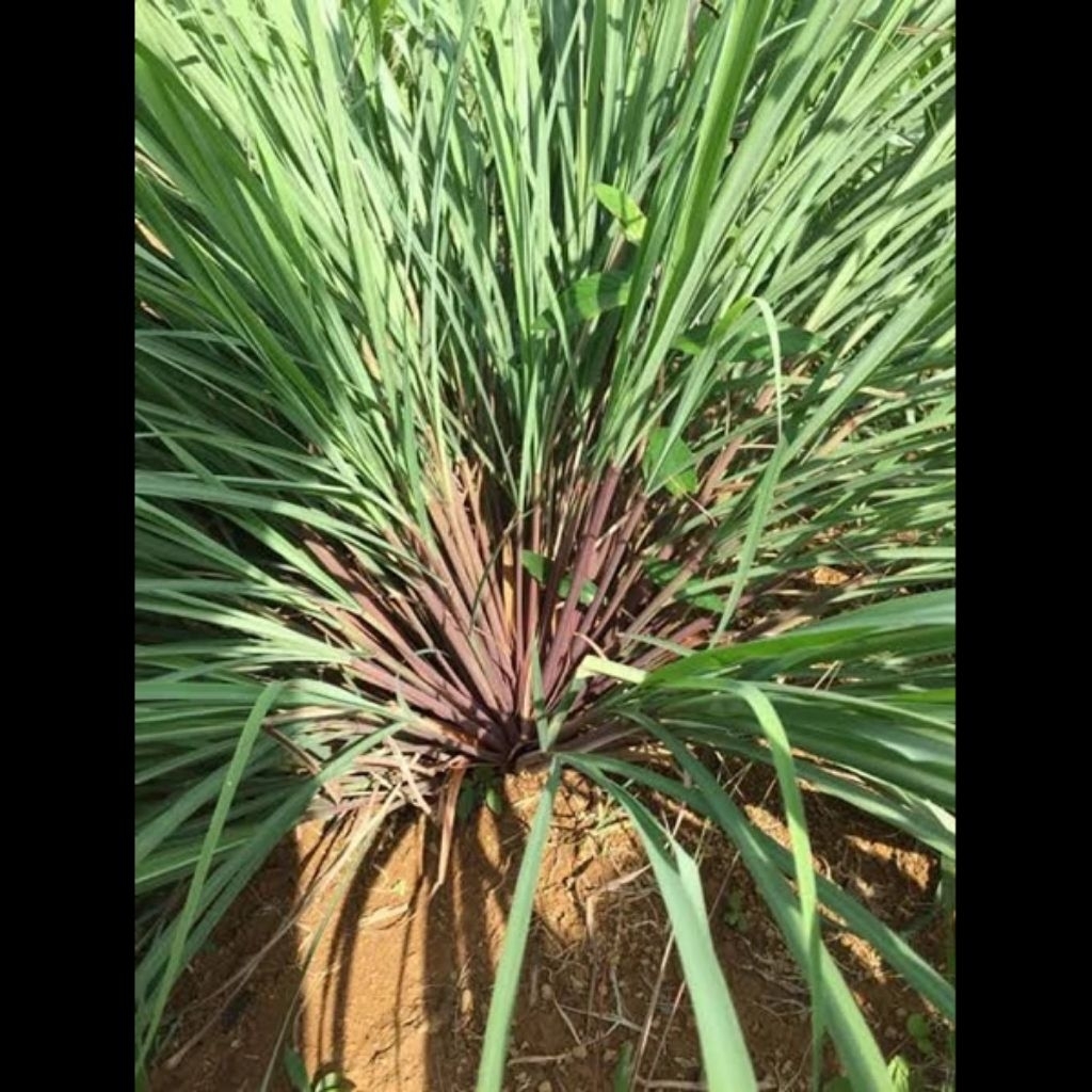 Bibit sereh Wangi Merah Wangi /Dengan akar