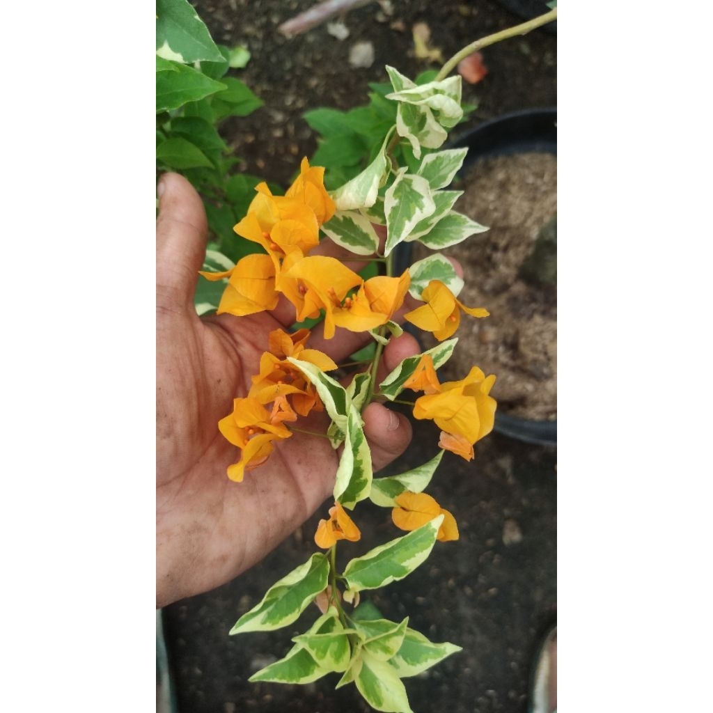 Bibit Bougenville Chili Kuning Varigata