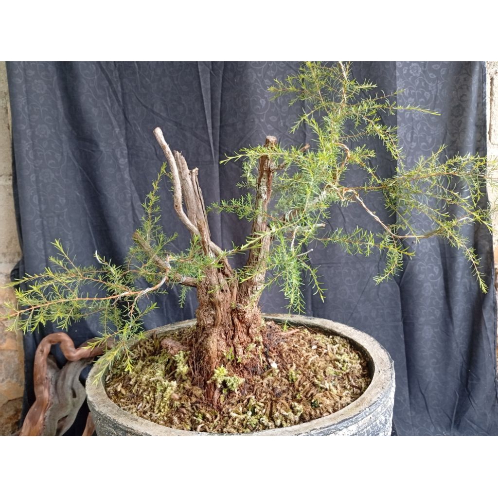 BAHAN BONSAI CUCUR ATAP / SAPU-SAPU