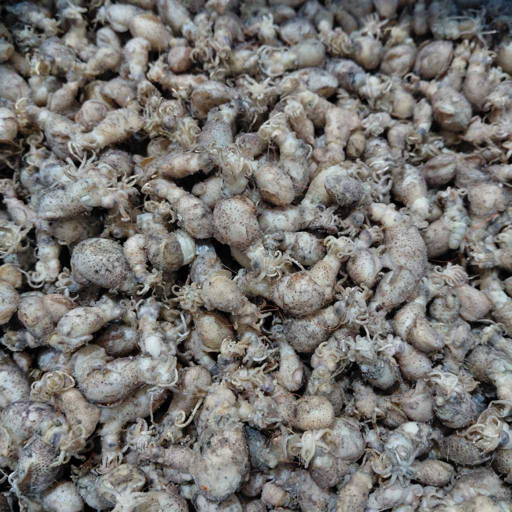 Baby cumi telur kering khas Tanjung balai kualitas super premium 250gr 500gr