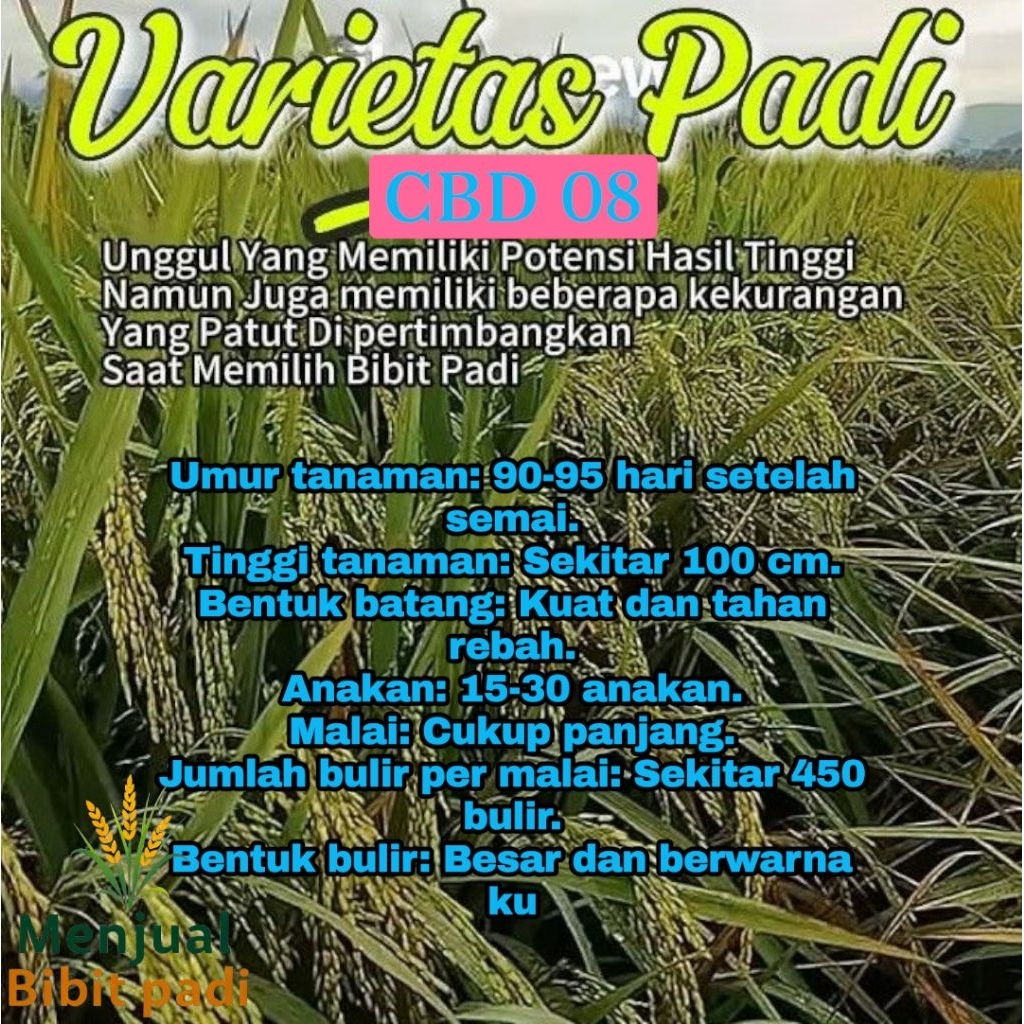BENIH PADI SUPER UNGGUL CBD 08 KEMASAN 1KG,NASI PULEN