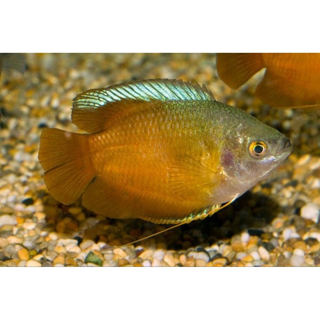 Sepat Madu - Ikan Hias Aquascape