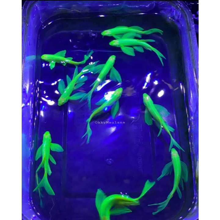 IKAN HIAS danio slayer size besar dan kecil