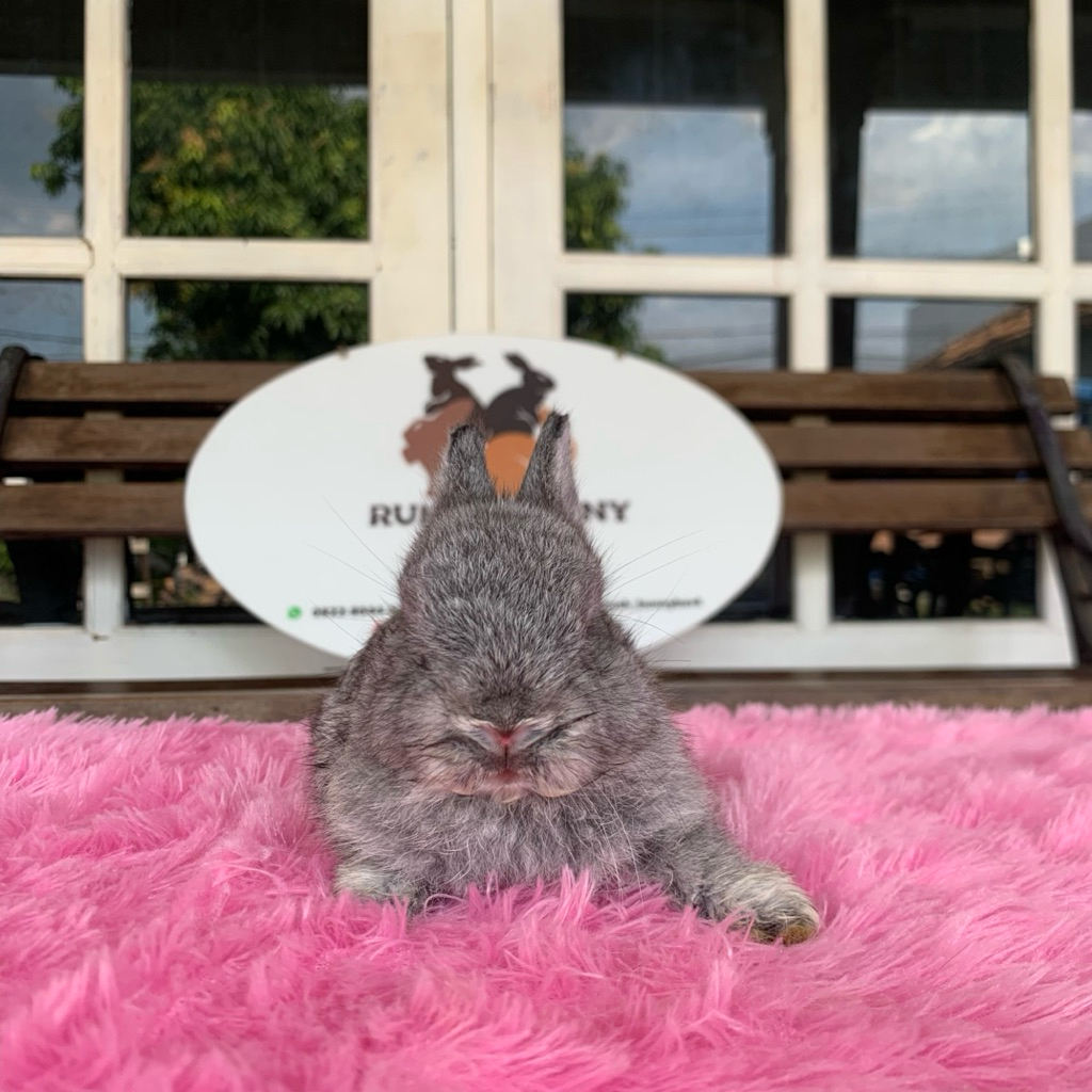 Kelinci netherland dwarf jantan 5