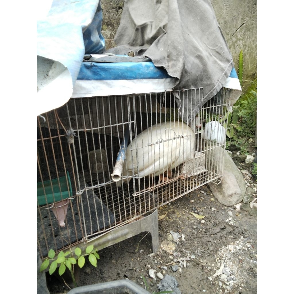 ayam mutiara putih jantan