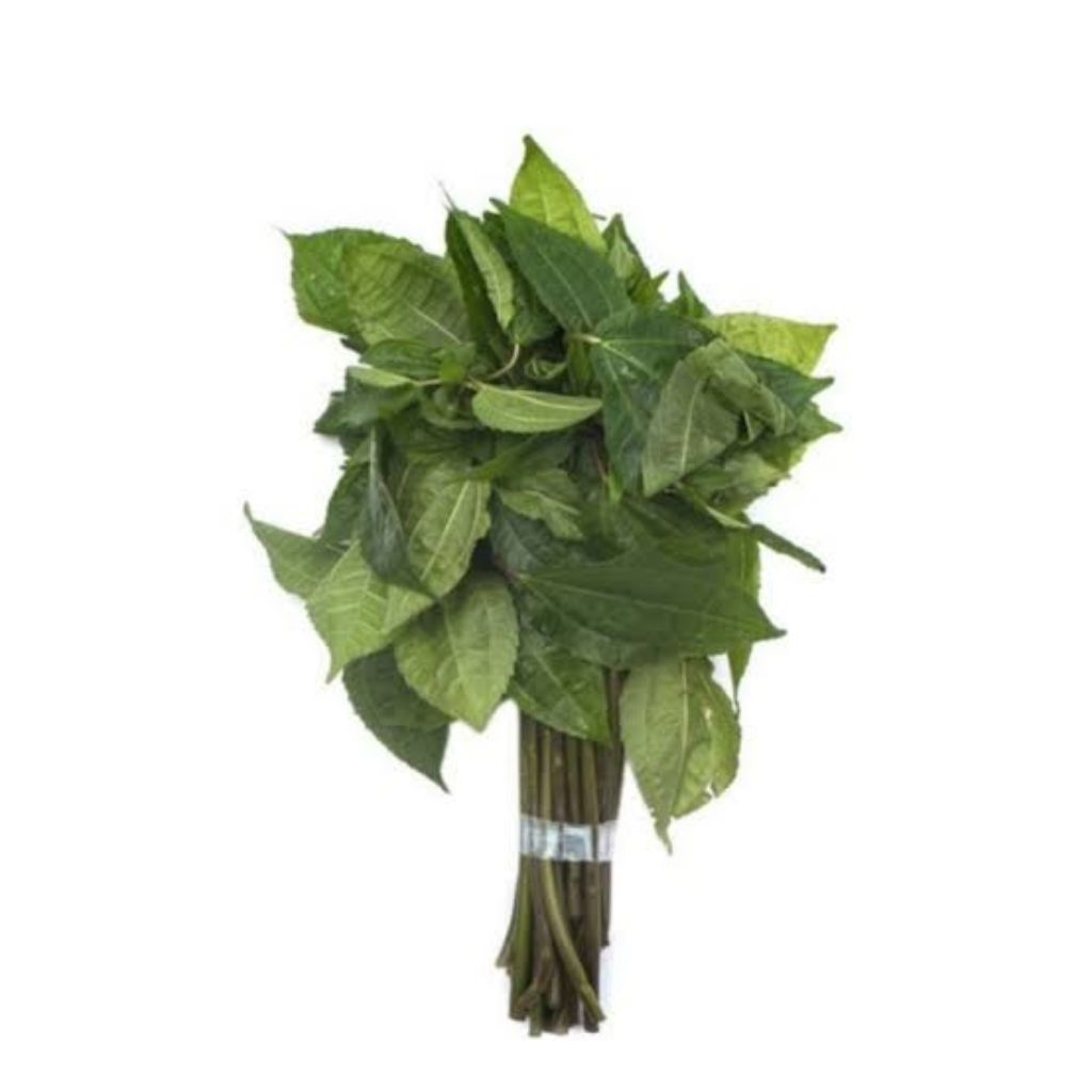 DAUN POHPOHAN/LALAPAN POHPOHAN Daun Pohpohan 100 Gram Lalapan Pohpohan Bahan Alami Daun Pohpohan