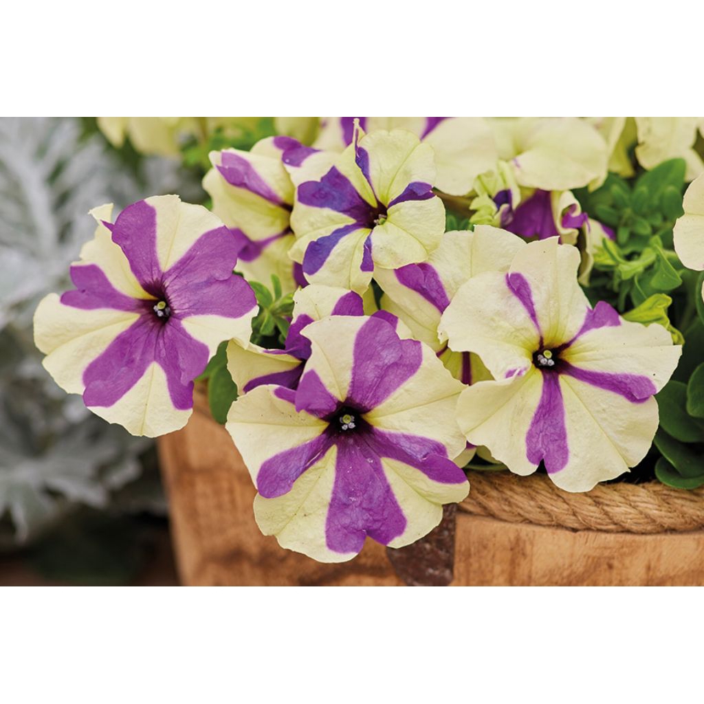 Benih Petunia Shake Grapeberry F1