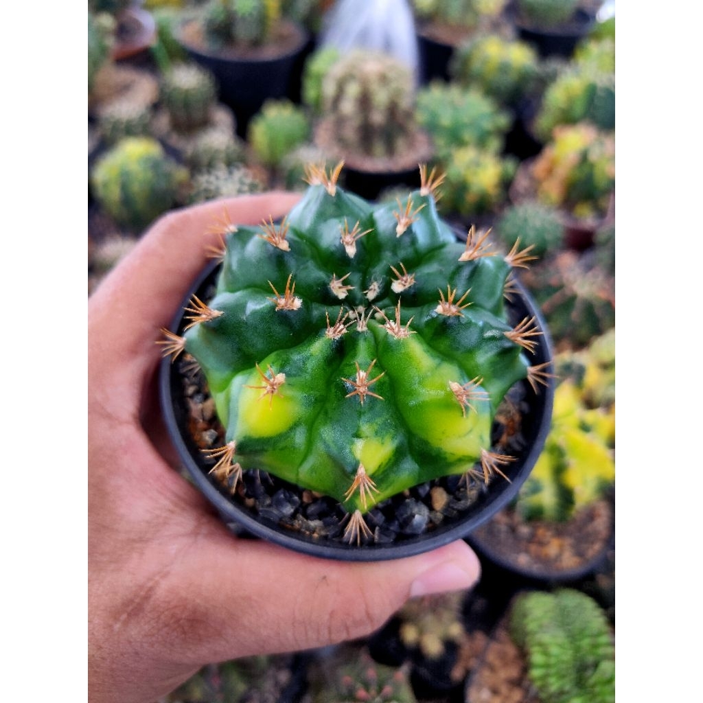 MIHA HYBRID VARIGATA DI POT 8CM SEEDLING//AURORA X MIHA VARIGATA//KAKTUS HIDUP//KAKTUS//MIHANOVICHI/