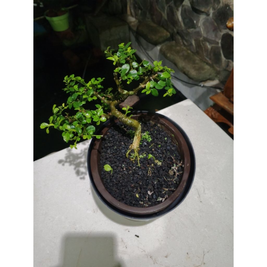 Bonsai Sancang Prospek Setengah Jadi