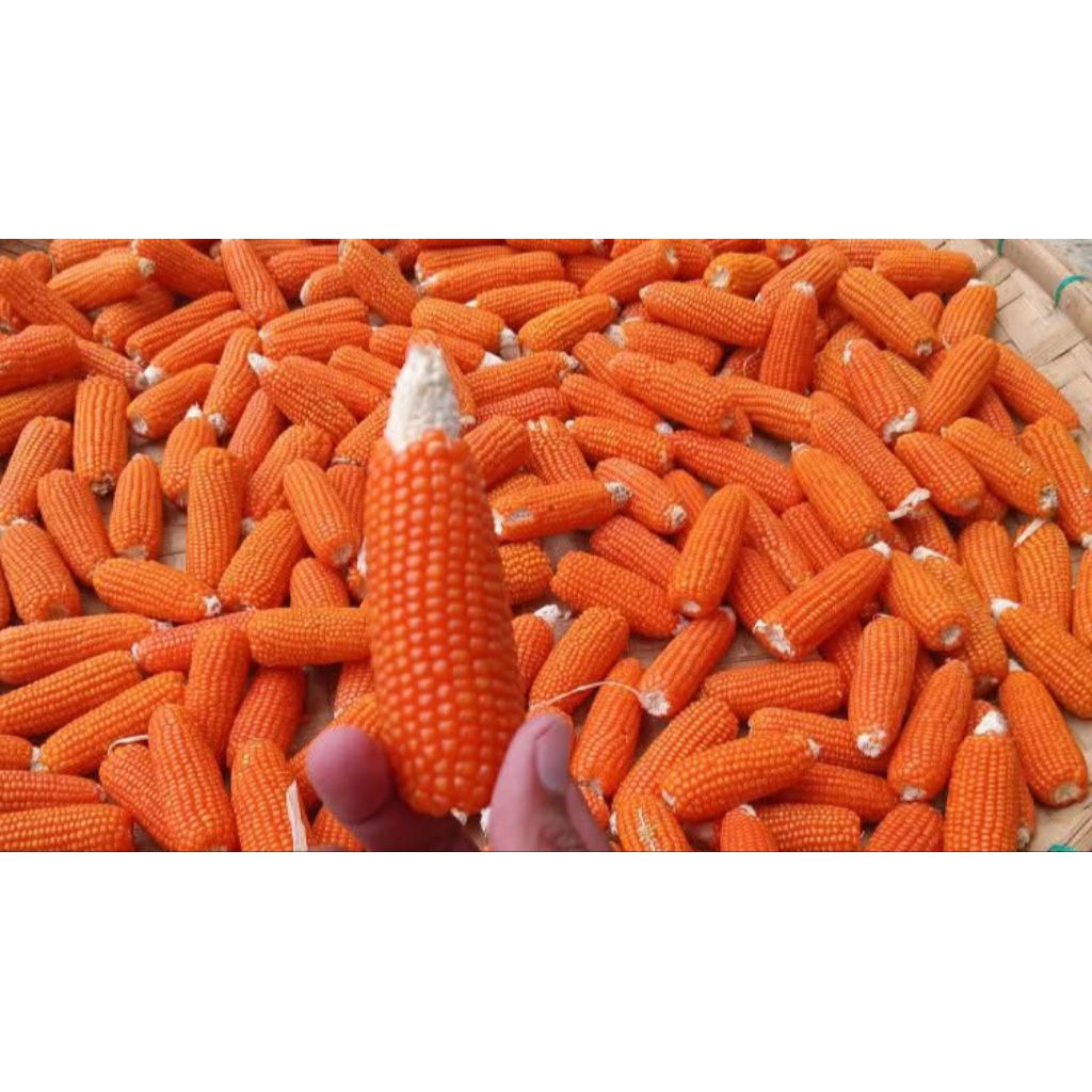 jagung kristal jagung kecil 1kg